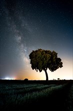 A tree and a lavender field in the summer milky way with a starry sky