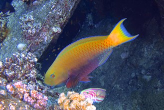 Green-rumped parrotfish