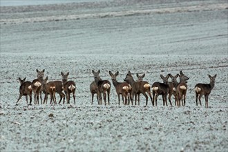 Roe deer group with many animals in field with snow standing different seeing