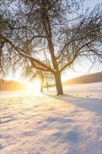 Sunset in the snow with tree