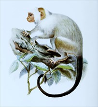 Silvery marmoset