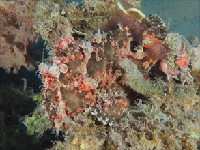 Well camouflaged Giant Frogfish