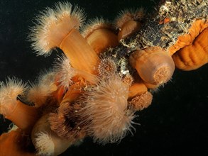 Several clonal plumose anemones