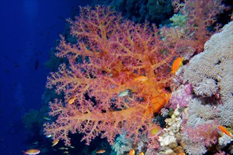 Hemprich's Tree Coral