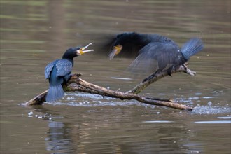 Two squabbling great cormorant