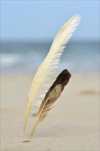 Two white and dark seagull bird feathers upright in the sand on a beach