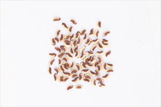 Pile of dry long bean seeds on white background