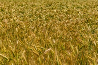 Wheat fields in the sunming organic far