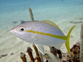 Close-up of yellowtail snapper