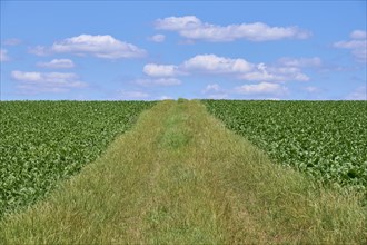 Sugar beet field wit footpath in summer