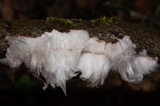 Hair ice fruit body white wavy ice needles on branch