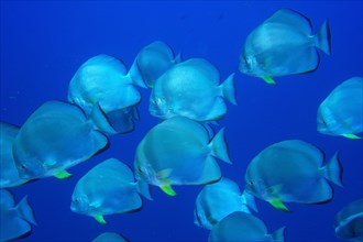 Group of roundhead batfish