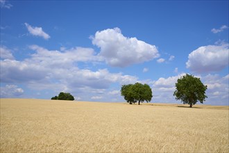 Grainfield with walnut trees in summer