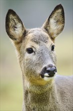 Portrait of a Roe deer