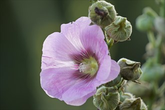Flowering common hollyhock