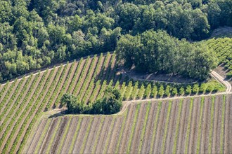 Bird's eye view of vineyards