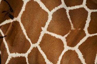 Close-up of the animal fur of a Reticulated giraffe
