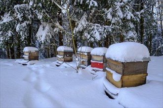 Bee boxes covered with snow