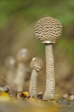 Parasol or common giant parasol mushroom