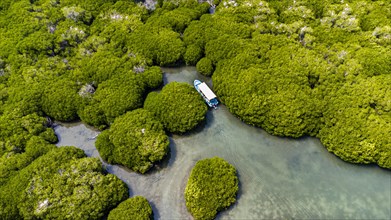 Aerial of the Mangrove forest