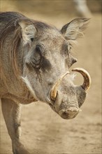 Portrait of a Common warthog