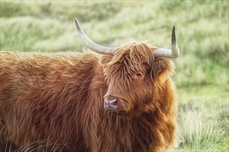 Portrait of a free-ranging Scottish Highland Cattle in the North Holland Dune Reserve