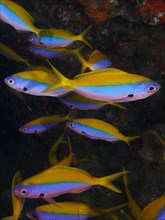 Group of yellowback fusilier