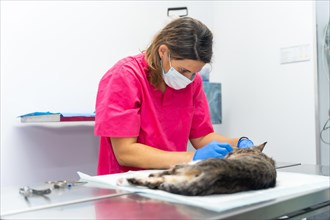 Veterinary clinic with a cat