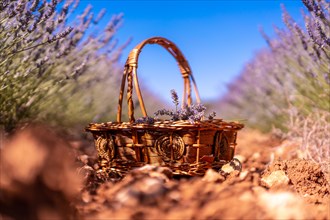 A basket to collect purple lavender flowers in a lavender field