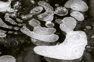 Ice structures in a puddle
