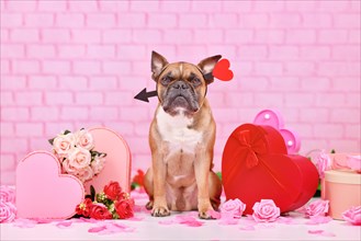 Cute Valentine's day dog. French Bulldog with love arrow headbands surrounded by pink and red seasonal decoration like gift boxes and rose flowers