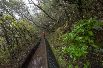 Hiker between densely growing forest at a water channel