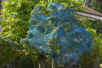 Blue protective net over an apple tree with ripe apples