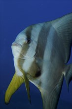 Portrait of roundhead batfish