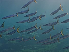 Group of barracuda