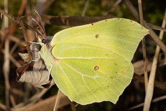 Brimstone butterfly hanging from brown branches seen on the left