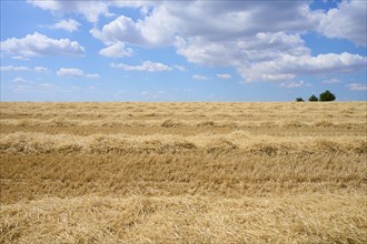 Harvested grainfield in summer