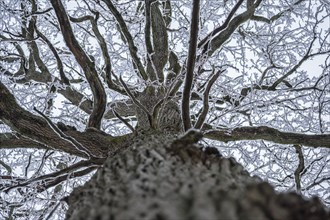 Frozen branches of an old oak tree