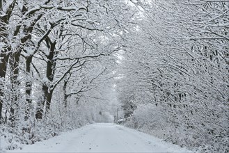 Snowy country road in Schleswig-Holstein