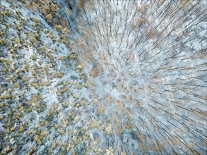 Drone image of forest in winter