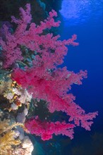 Klunzinger's klunzinger's soft coral