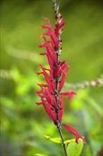 Pineapple sage