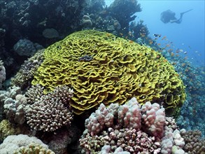 Yellow salad coral
