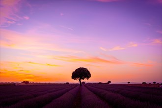 Silhouette of a tree at sunset in a lavender field