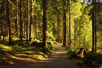 A forest path near Kleiner Arbersee