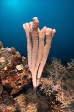 Sea sponge colony siphon sponge