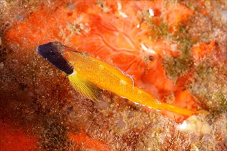 Yellow pointed blenny