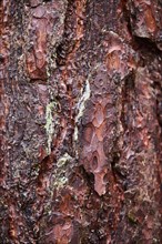 Bark of the Scots pine