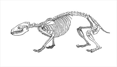 Skeleton of northern white-breasted hedgehog