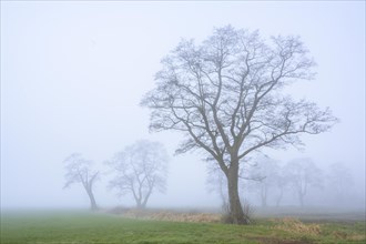 Tree in the fog